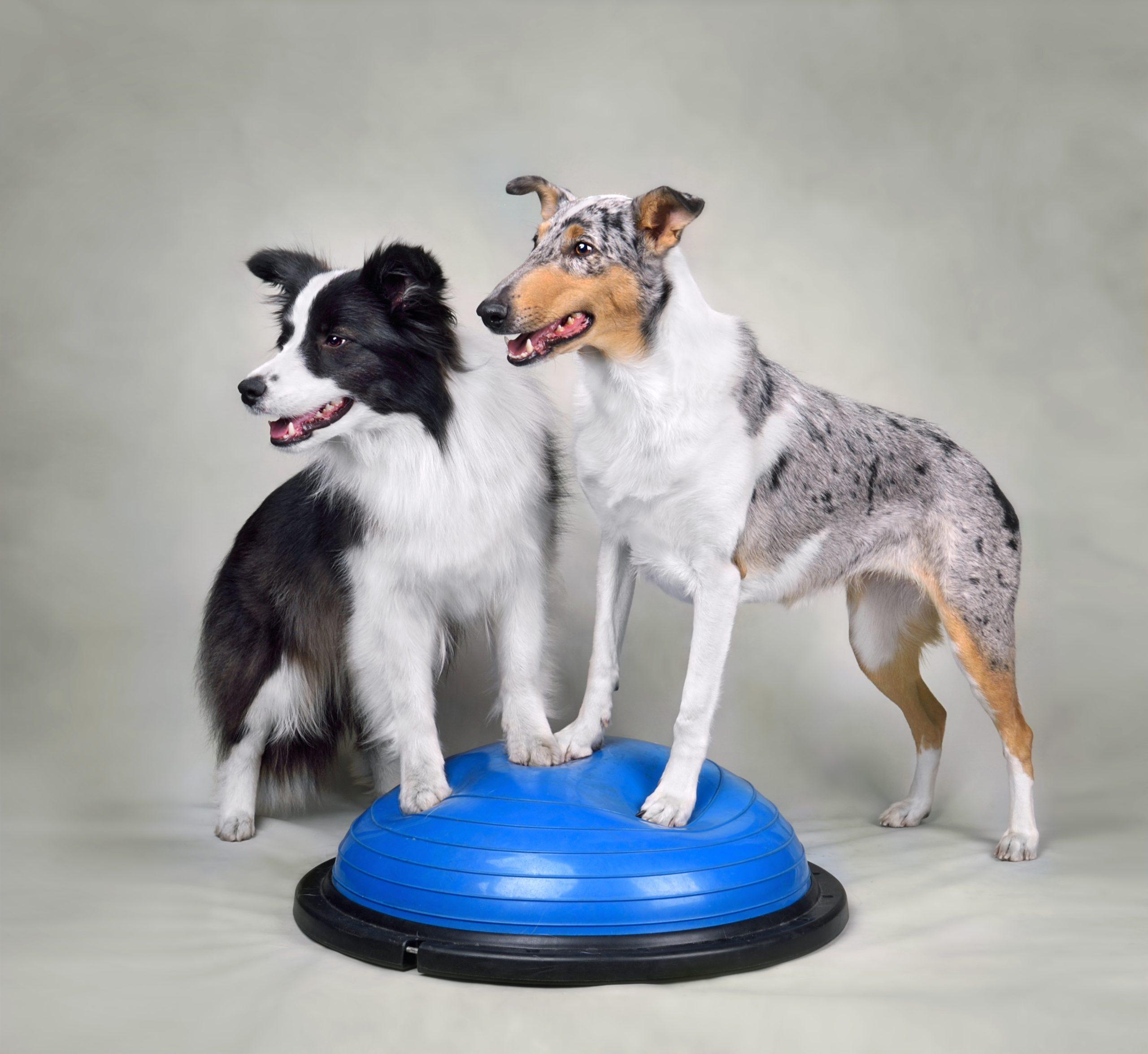 Dog with Fitness Disc